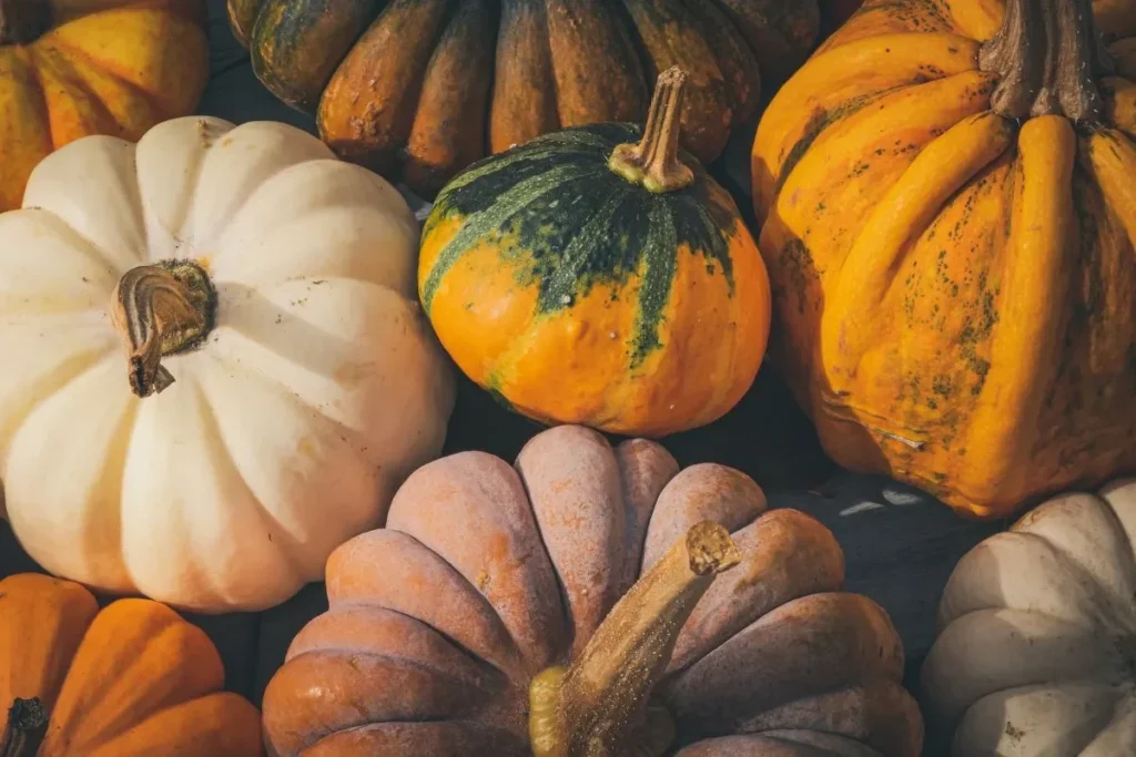 courges-3-techniques-de-maraichers-pour-les-faire-grossir-plus-vite-en-fin-dete